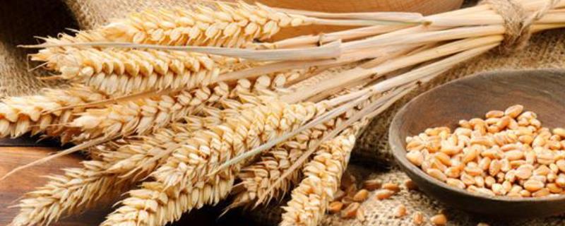 今年夏粮生产良好，冬小麦面积稳中有增